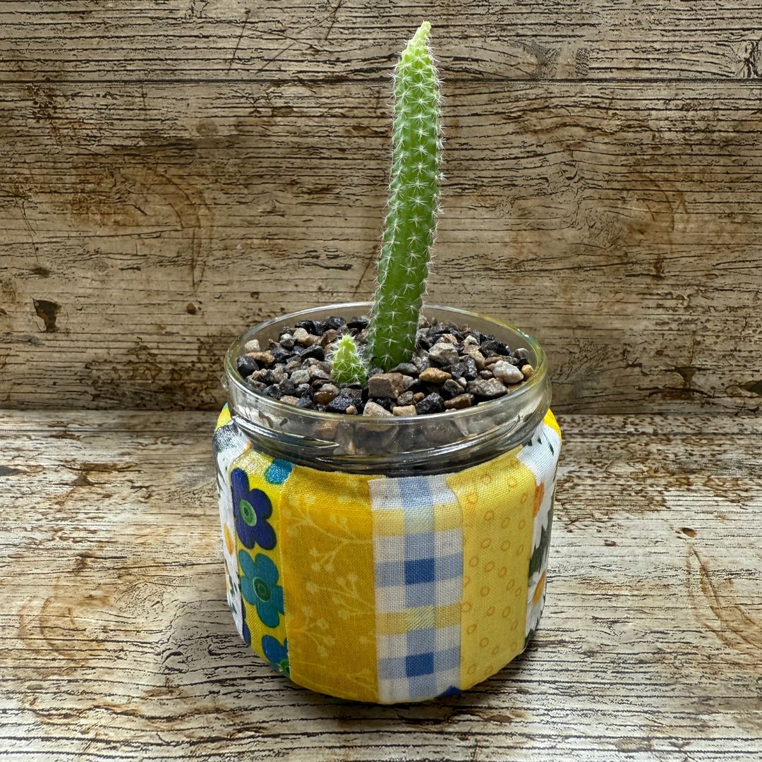 Small potted cactus in a decorative jar with a floral pattern on a wooden surface